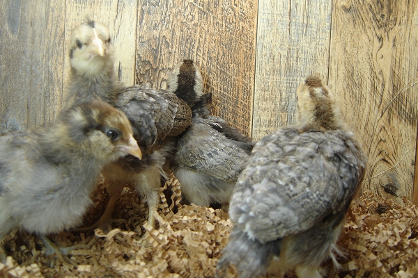 4 Pullet Chicks Week 2
